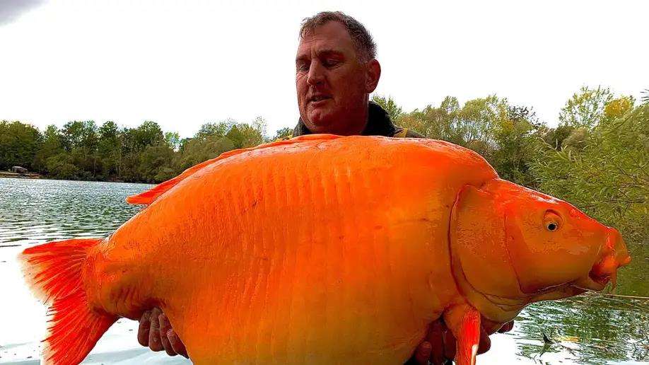 Ikan mas koki pemecah rekor ditangkap di Prancis.