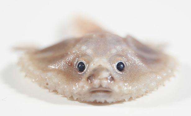 Batfish dengan ekspresi wajah yang lucu dan menggemaskan.