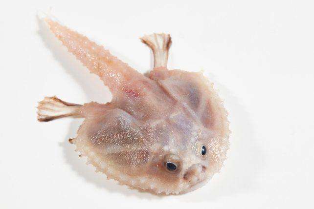 Batfish dengan ekspresi wajah yang lucu dan menggemaskan.