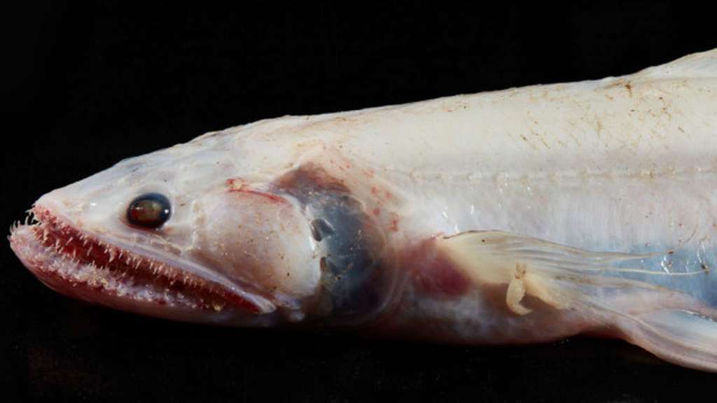 Ikan kadal dengan gigi-gigi setajam silet.