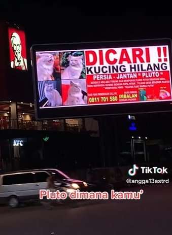 sayembara kucing hilang di batam