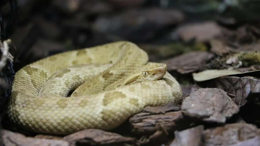 Ular golden lancehead penghuni Pulau Ular di Brasil.