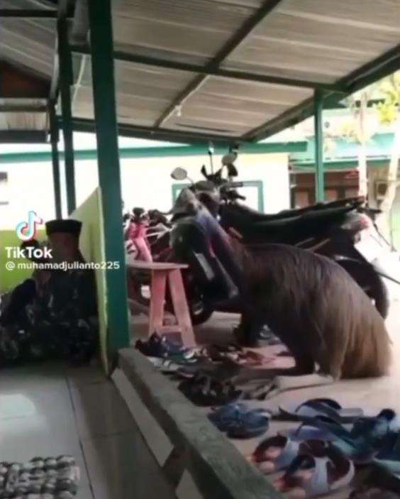 Burung kasuari sholat Jumat