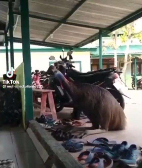 Burung kasuari sholat Jumat