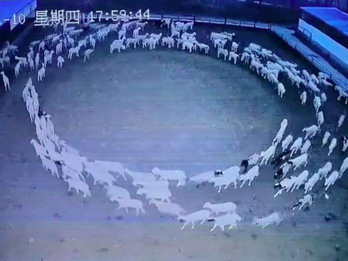 Kawanan domba berperilaku aneh di China.