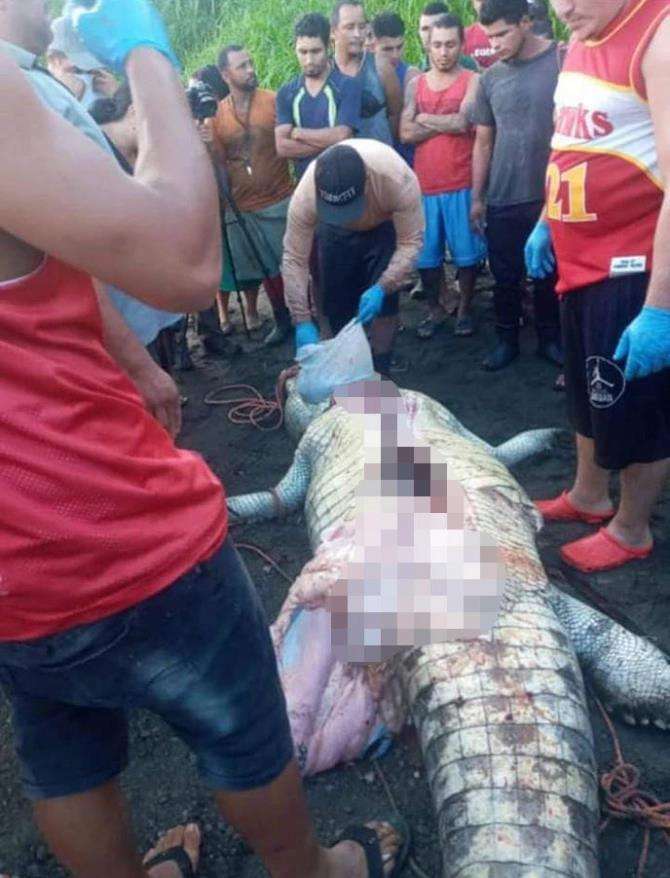Buaya telan bocah berusia 8 tahun tanpa kepala.