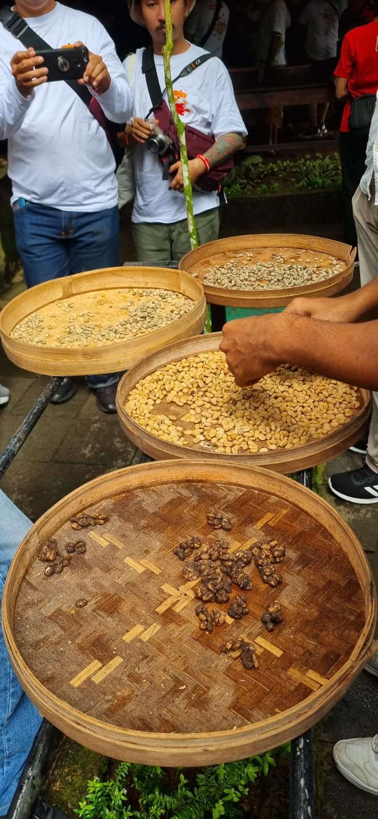 Biji Kopi Luwak