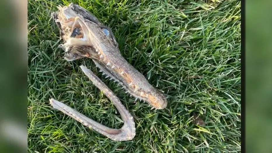 Barbar Banget, Aksi Kucing Bawa Pulang Kepala Buaya Ini Bikin Heboh Seisi Rumah