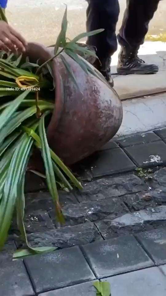 Penemuan ular piton raksasa dalam pot bunga.