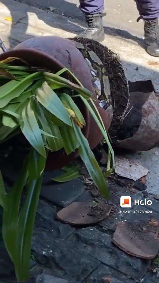 Penemuan ular piton raksasa dalam pot bunga.