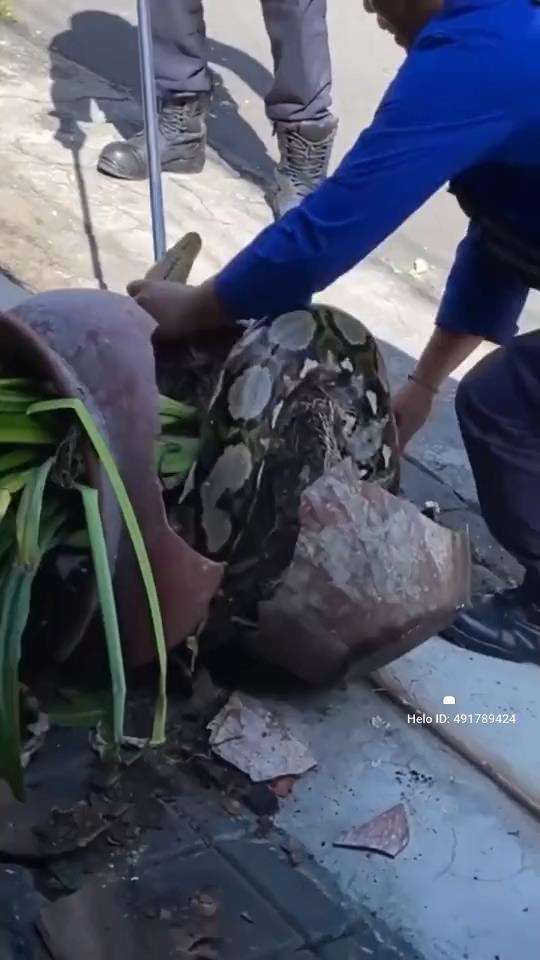 Penemuan ular piton raksasa dalam pot bunga.