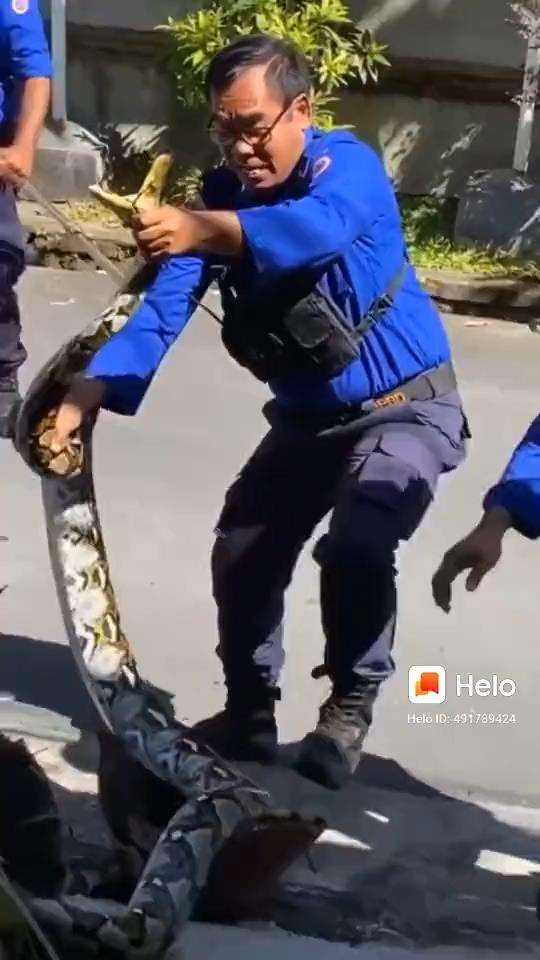 Penemuan ular piton raksasa dalam pot bunga.