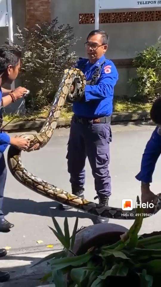 Penemuan ular piton raksasa dalam pot bunga.