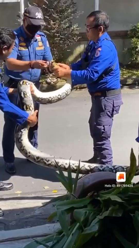 Penemuan ular piton raksasa dalam pot bunga.