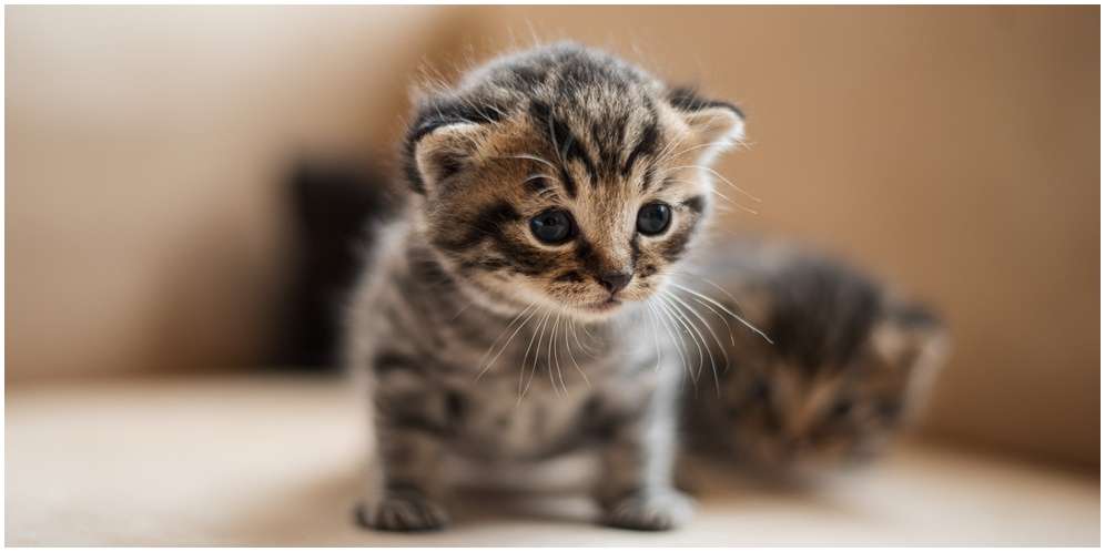 Arti Mimpi Anak Kucing