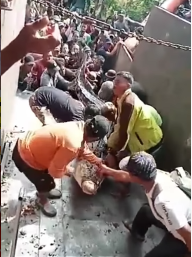 Diduga Mangsa Warga, Buaya Raksasa 5 Ditangkap dan Dievakuasi dengan Truk