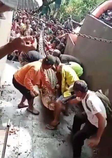 Viral video penangkapan buaya raksasa di Sulawesi Barat.