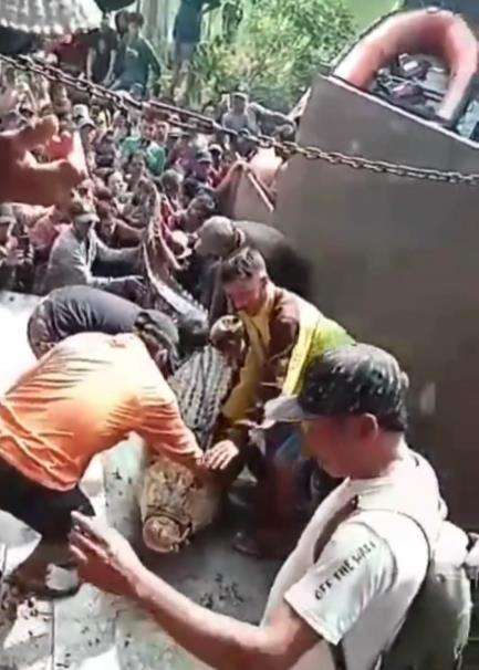 Viral video penangkapan buaya raksasa di Sulawesi Barat.