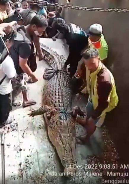 Viral video penangkapan buaya raksasa di Sulawesi Barat.