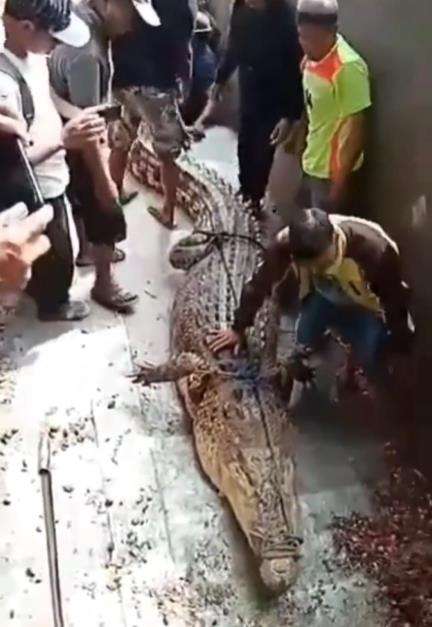 Viral video penangkapan buaya raksasa di Sulawesi Barat.