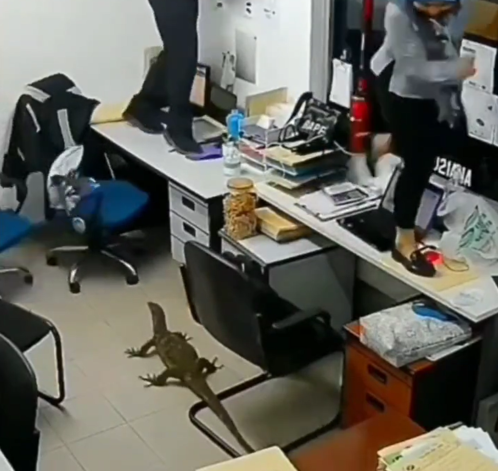 Viral Video Biawak Masuk Kantor, Pegawai sampai Histeris dan Naik ke Atas Meja
