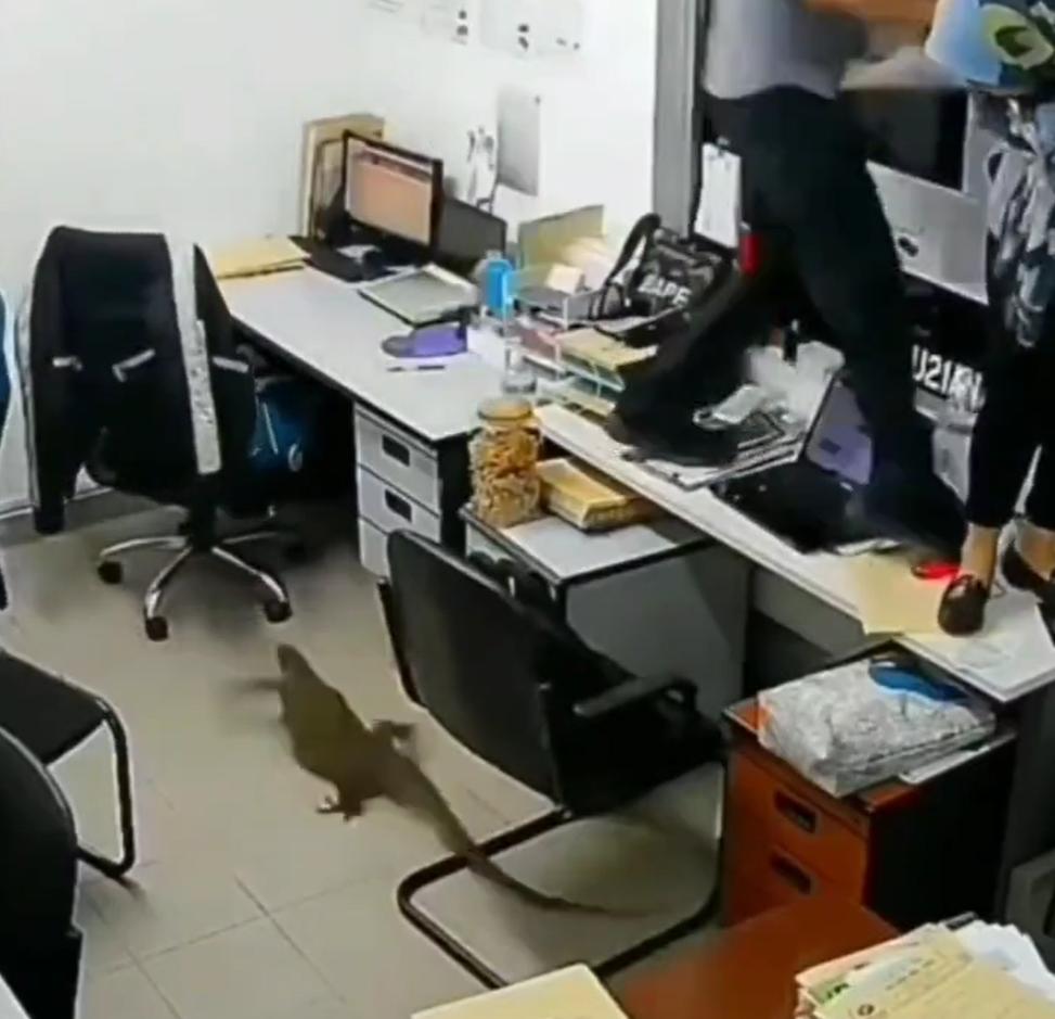 Viral Video Biawak Masuk Kantor, Pegawai sampai Histeris dan Naik ke Atas Meja