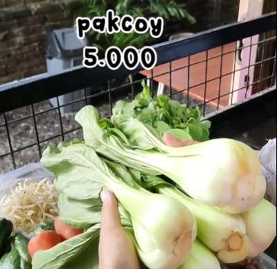 Pakcoy