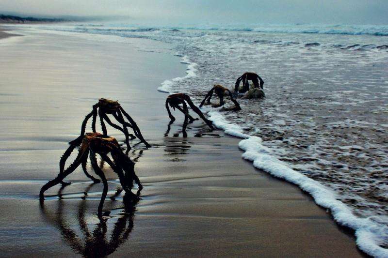 Viral foto 'alien' muncul dari dalam laut.