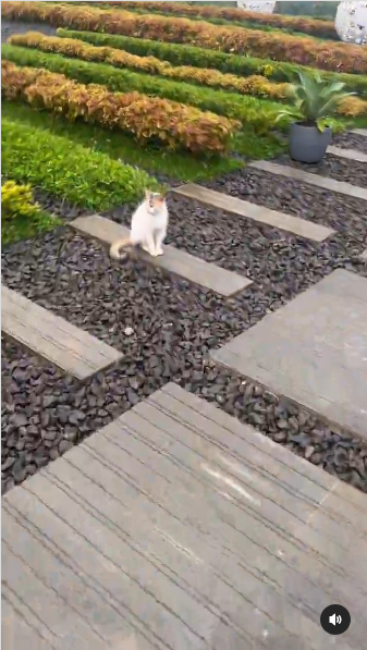 kucing di makam eril