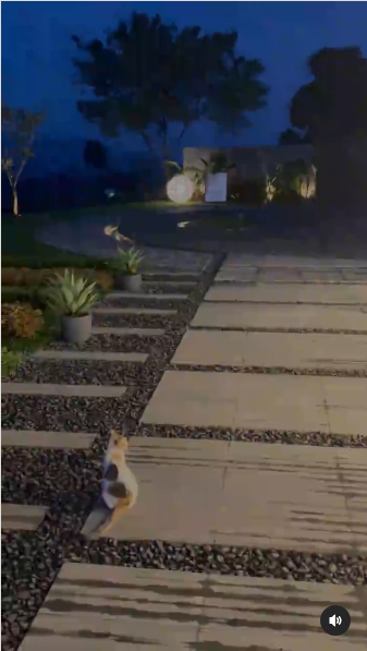 kucing di makam eril