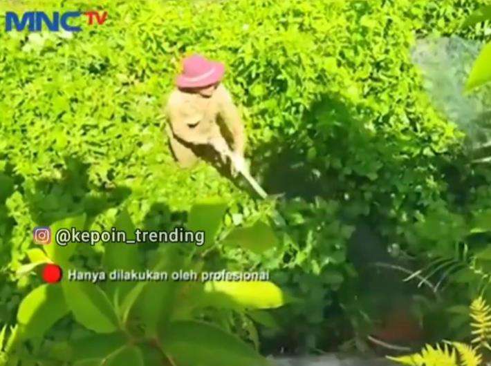 Evakuasi hewan langka kucing emas asia di kota Solok.