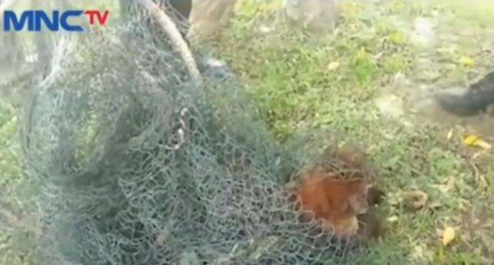 Evakuasi hewan langka kucing emas asia di kota Solok.