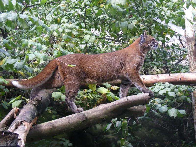 Kucing emas asia, hewan langka di Sumatera.