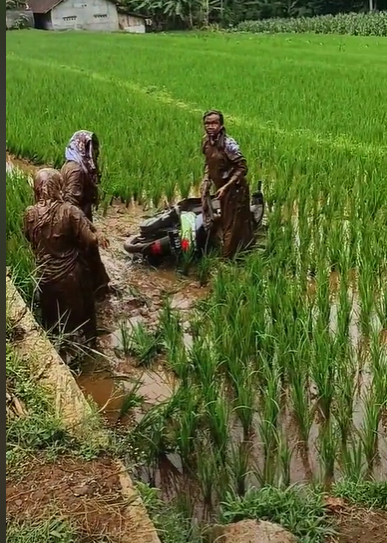 Viral 3 Siswi Boncengan Naik Motor Nyungsep ke Sawah, Wajahnya Tak Dikenali Gara-Gara ini