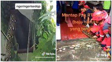 Ngeri! Ular Piton 6 Meter Sembunyi di Plafon Rumah Warga Bikin Geger