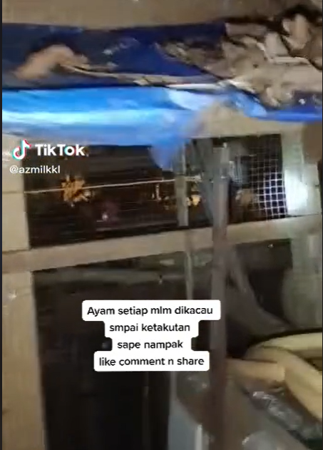 Ayam Berkokok Tiap Malam, Pria Ini Temukan Makhluk Misterius di Belakang Kandang