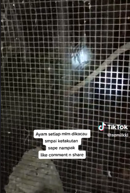 Ayam Berkokok Tiap Malam, Pria Ini Temukan Makhluk Misterius di Belakang Kandang