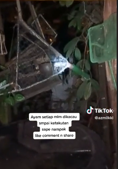 Ayam Berkokok Tiap Malam, Pria Ini Temukan Makhluk Misterius di Belakang Kandang