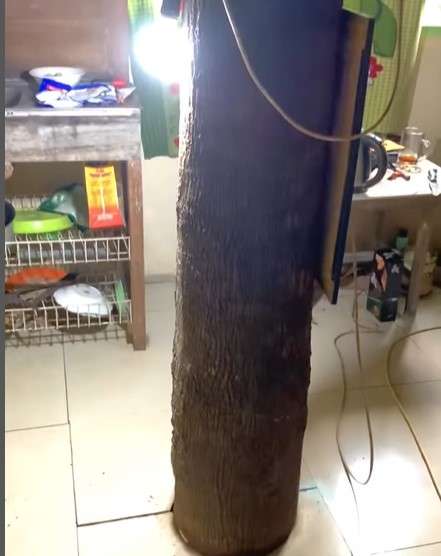 Mangga Bahawang