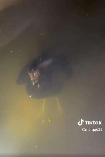 ayam menyelam dalam air seolah melawan kodrat