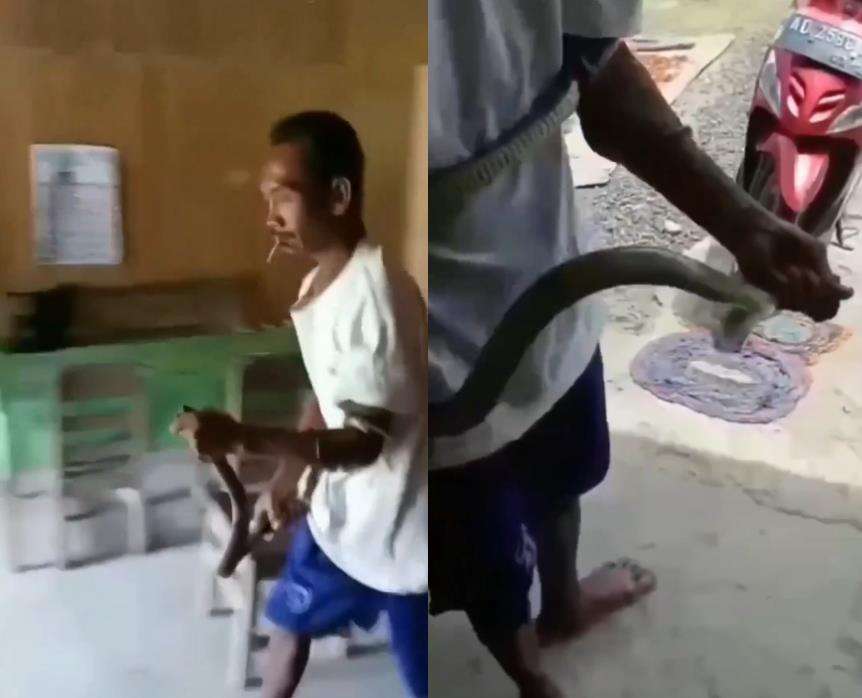 Viral bapak-bapak tangkap ular kobra seperti main lato-lato.