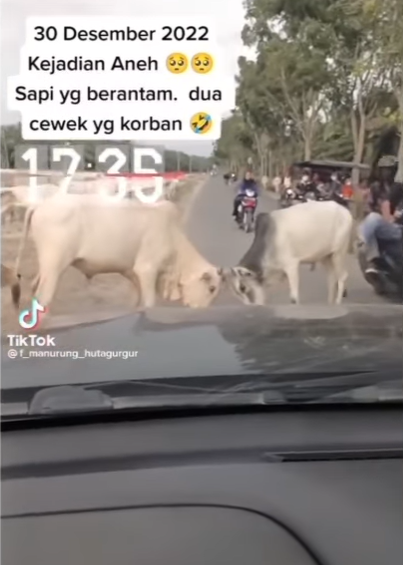 Momen Apes 2 Wanita Jadi Korban Sapi Adu Tanduk di Jalan