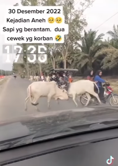 Momen Apes 2 Wanita Jadi Korban Sapi Adu Tanduk di Jalan