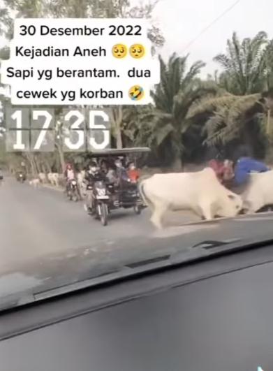 Momen Apes 2 Wanita Jadi Korban Sapi Adu Tanduk di Jalan