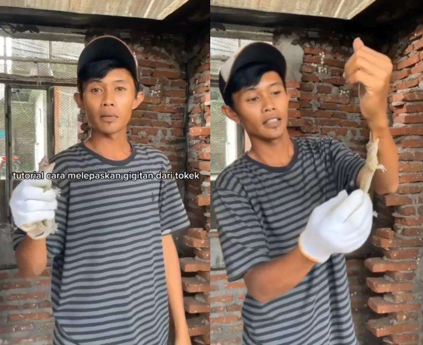 Begini cara melepaskan gigitan tokek.