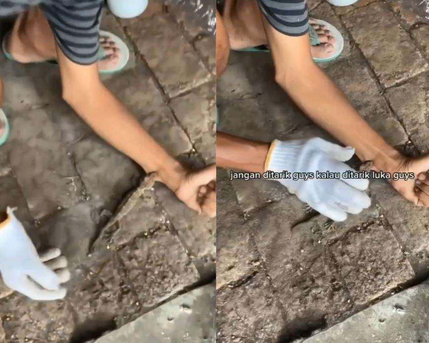 Begini cara melepaskan gigitan tokek.