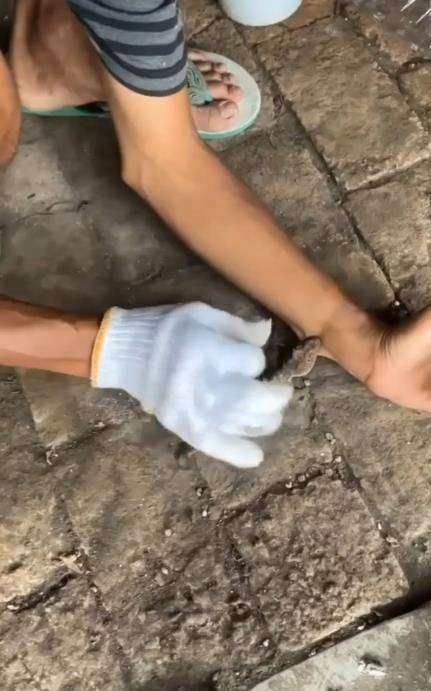 Begini cara melepaskan gigitan tokek.