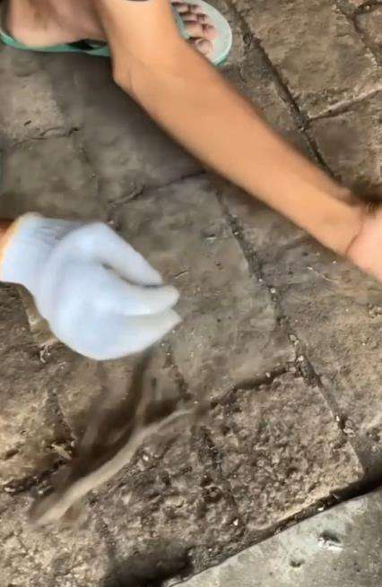 Begini cara melepaskan gigitan tokek.