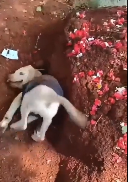 Anjing Ini Meraung dan Gali Kuburan Majikan yang Sudah Meninggal Anjing Ini Meraung dan Gali Kuburan Majikan yang Sudah Meninggal