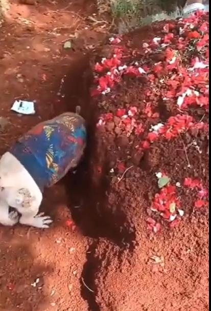 Anjing Ini Meraung dan Gali Kuburan Majikan yang Sudah Meninggal Anjing Ini Meraung dan Gali Kuburan Majikan yang Sudah Meninggal